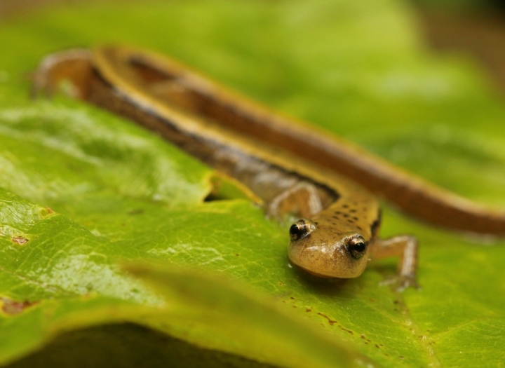 Northern Two-lined Salamander